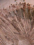 Pachyella babingtonii image