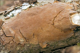 Fomitiporia punctata image
