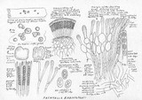 Pachyella babingtonii image