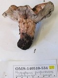 Hygrophorus purpurascens image