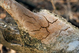 Fomitiporia punctata image