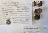 Clitocybe squamulosa image