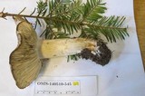 Tricholoma vernaticum image