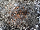 Caloplaca ceracea image