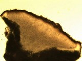 Caloplaca ceracea image