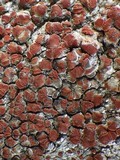 Caloplaca crenularia image
