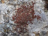 Caloplaca crenularia image