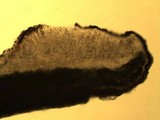 Caloplaca crenularia image