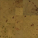 Caloplaca crenularia image