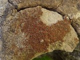 Caloplaca holocarpa image
