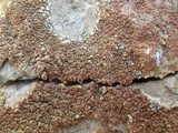 Caloplaca holocarpa image