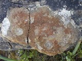 Caloplaca holocarpa image
