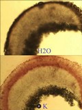 Caloplaca holocarpa image