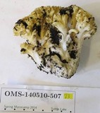 Ramaria rasilispora image