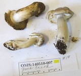 Tricholoma saponaceum image