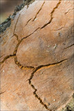 Fomitiporia punctata image