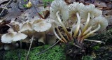 Mycena inclinata image