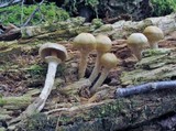 Kuehneromyces marginellus image