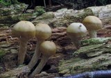 Kuehneromyces marginellus image