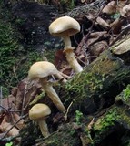 Kuehneromyces marginellus image