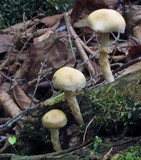 Kuehneromyces marginellus image