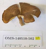 Tricholomopsis rutilans image