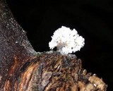 Xylocoremium flabelliforme image