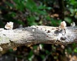 Xylocoremium flabelliforme image