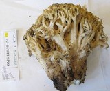 Ramaria rasilispora image