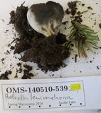 Helvella leucomelaena image