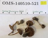 Crassisporium funariophilum image