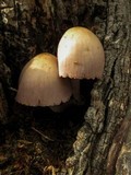 Mycena clarkeana image