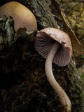 Mycena clarkeana image