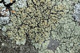 Rhizoplaca subdiscrepans image