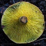 Phylloporus clelandii image