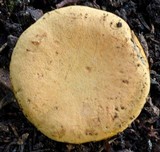 Phylloporus clelandii image