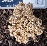 Ramaria capitata image