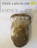 Tricholoma vernaticum image