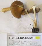 Inocybe rimosa image