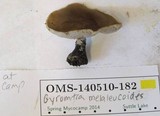 Gyromitra melaleucoides image