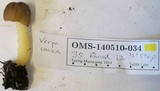 Verpa conica image
