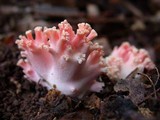 Ramaria formosa image