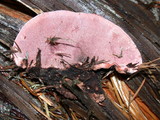 Rhodofomes cajanderi image