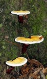 Ganoderma curtisii image