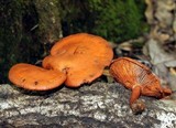 Gymnopilus liquiritiae image