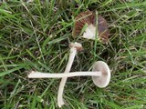 Agrocybe molesta image