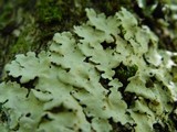 Lobaria amplissima image
