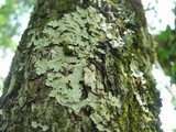 Lobaria amplissima image