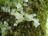 Lobaria amplissima image
