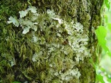 Lobaria amplissima image